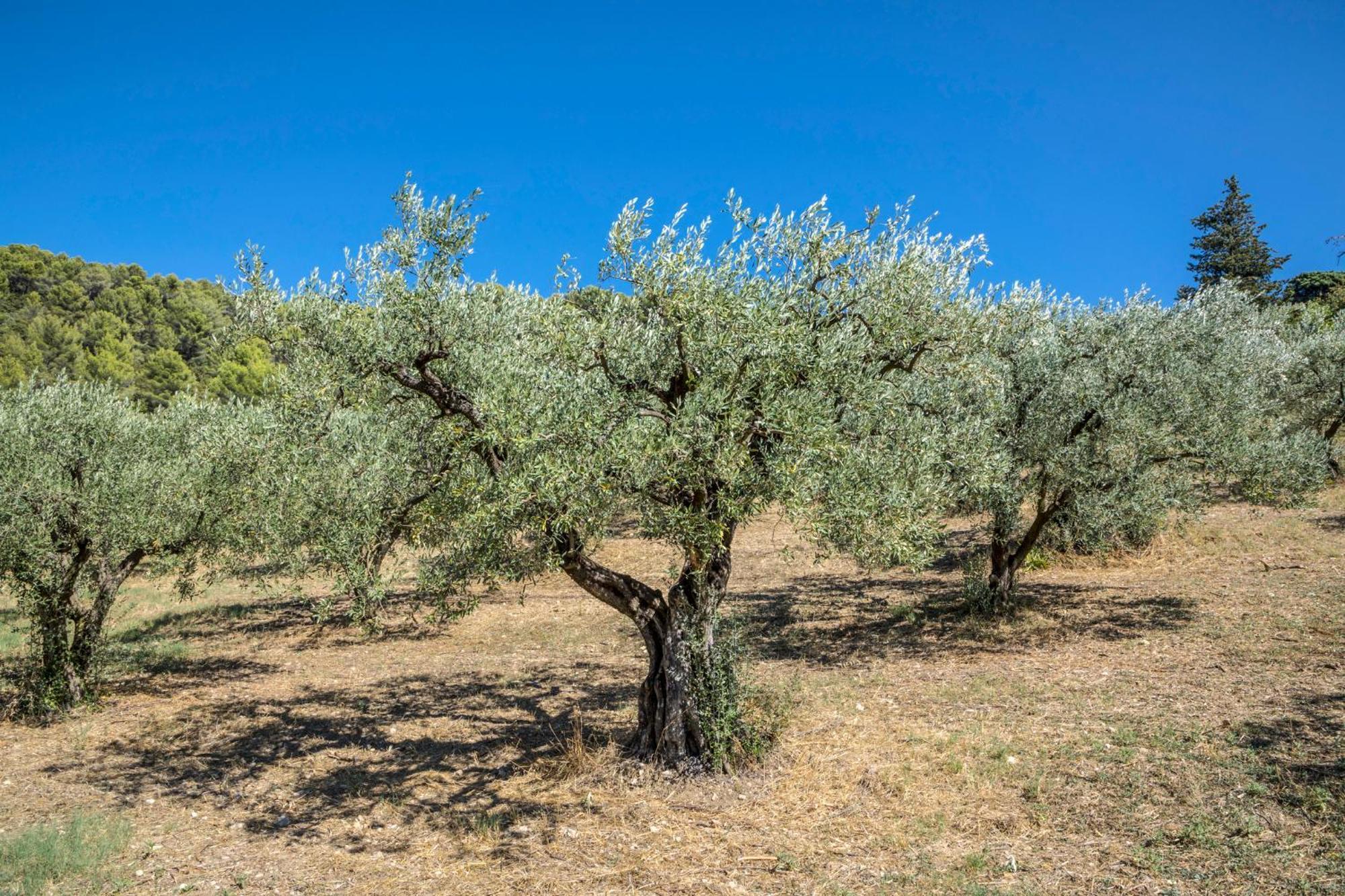 Maison Tendance Avec Jardin, Centre Village, Alpilles, Familles Eyragues المظهر الخارجي الصورة